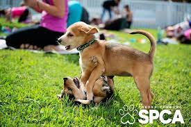 This is an image of two puppies playing.