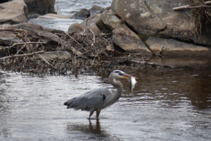 A heron fishes in the Rappahannock River.