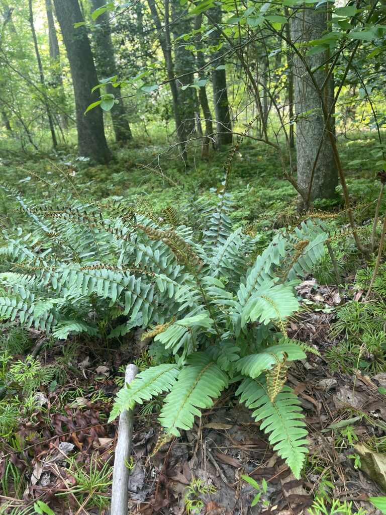Native ferns in forest setting