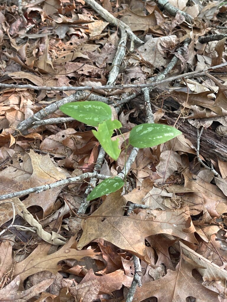 Variegated plant among leaves in a forest